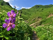 29 Geranyum paeum (Geranio stellato) sul sent. 219 salendo verdi pratoni fioriti